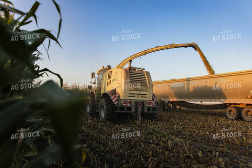 Chopping Corn Silage 152554