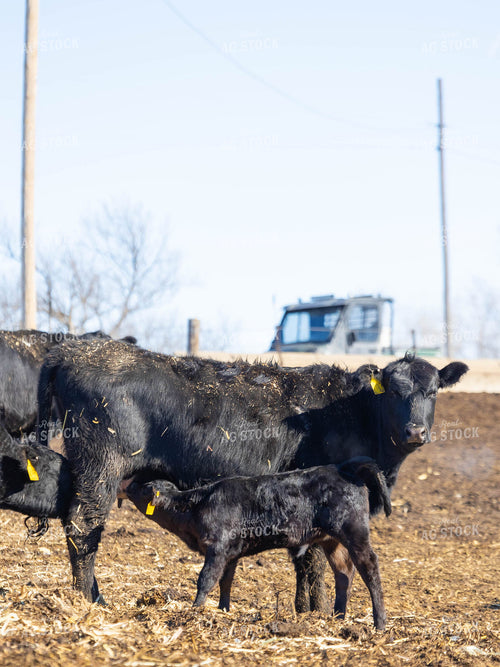 Cow Nursing Calf 70173