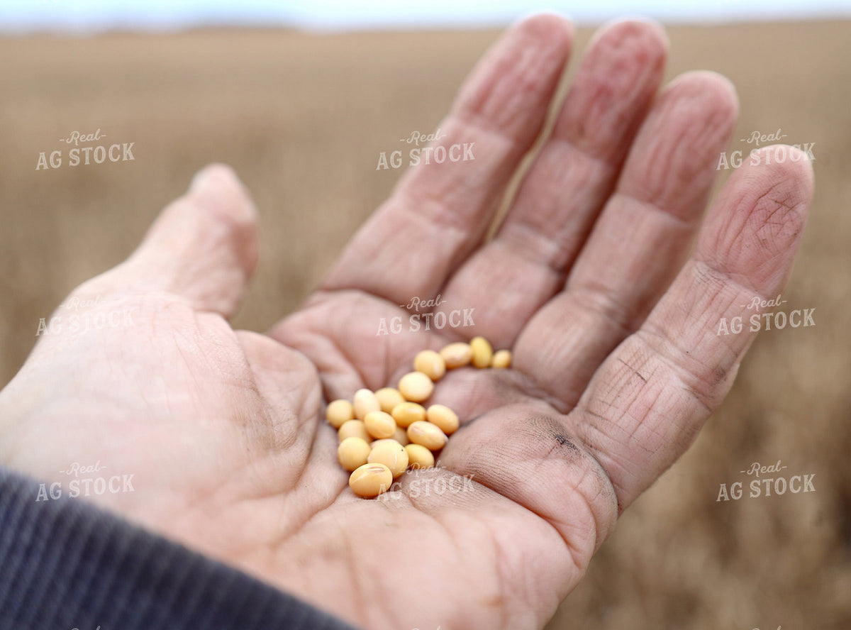 Holding Soybeans in Hand 141818
