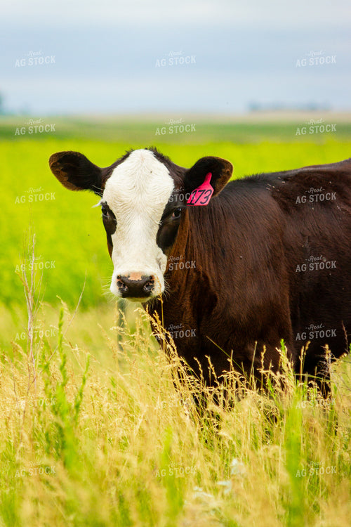 Black Baldy Calf 155260