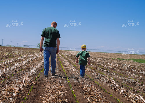 Farmer and Son Checking Early Growth Popcorn Field 65426