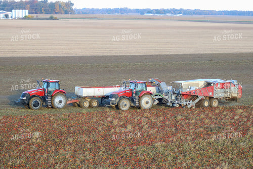 Tomato Harvest 109031