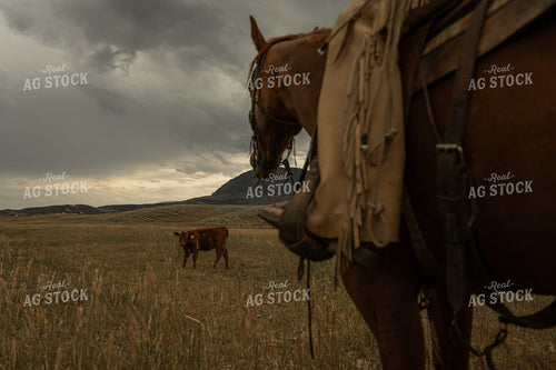 Cattle in Foothills 58289