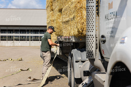 Farmer Securing Wheat Straw Bales 152606