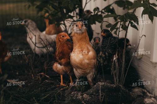 Adolescent Chickens 4334