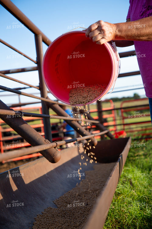 Farmer Pouring Feed Pellets in Feed Trough 208049