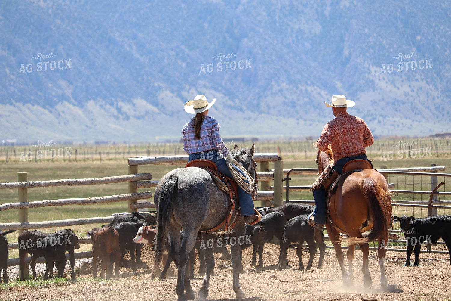 Working Cattle 102138