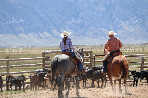Working Cattle 102138