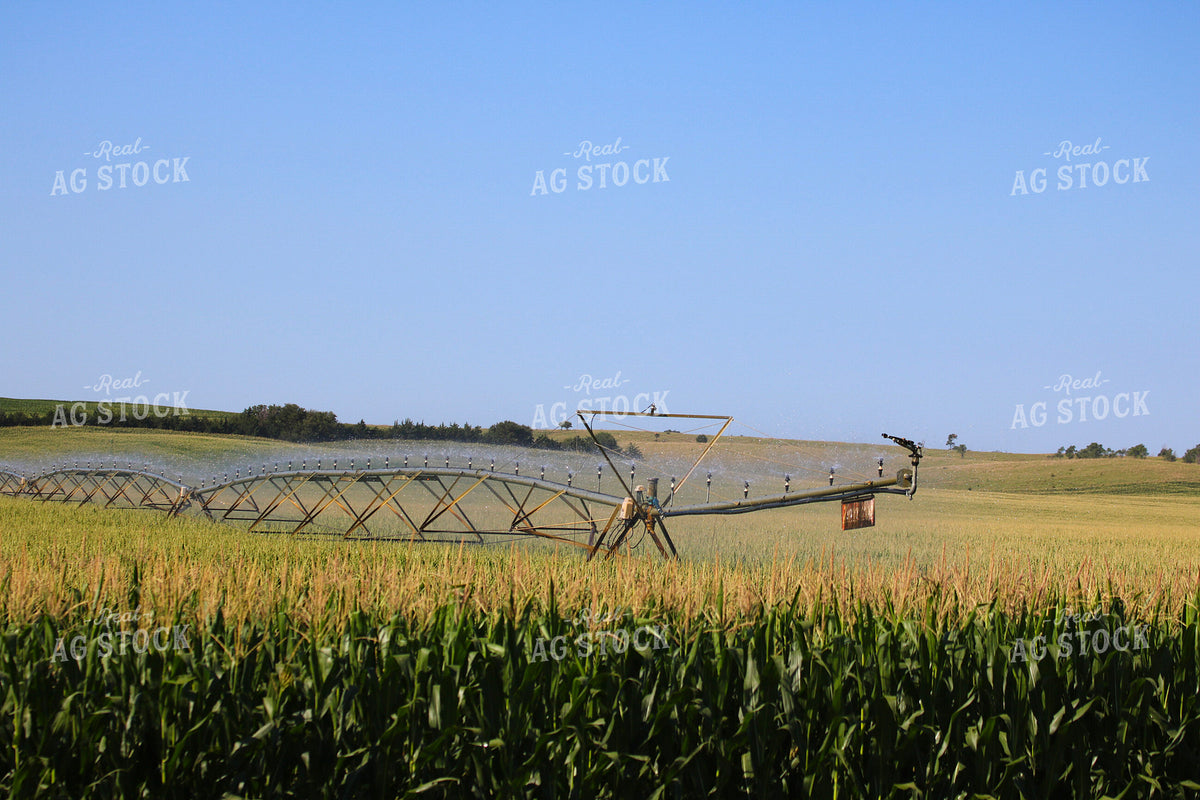 Irrigating Mid-Season Corn Field 82486