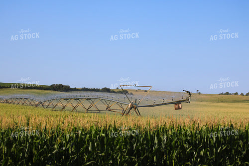 Irrigating Mid-Season Corn Field 82486
