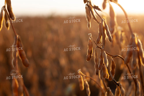Soybeans - Dry 1589