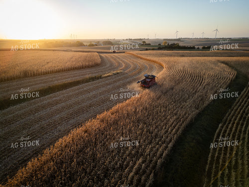 Corn Harvest 67964
