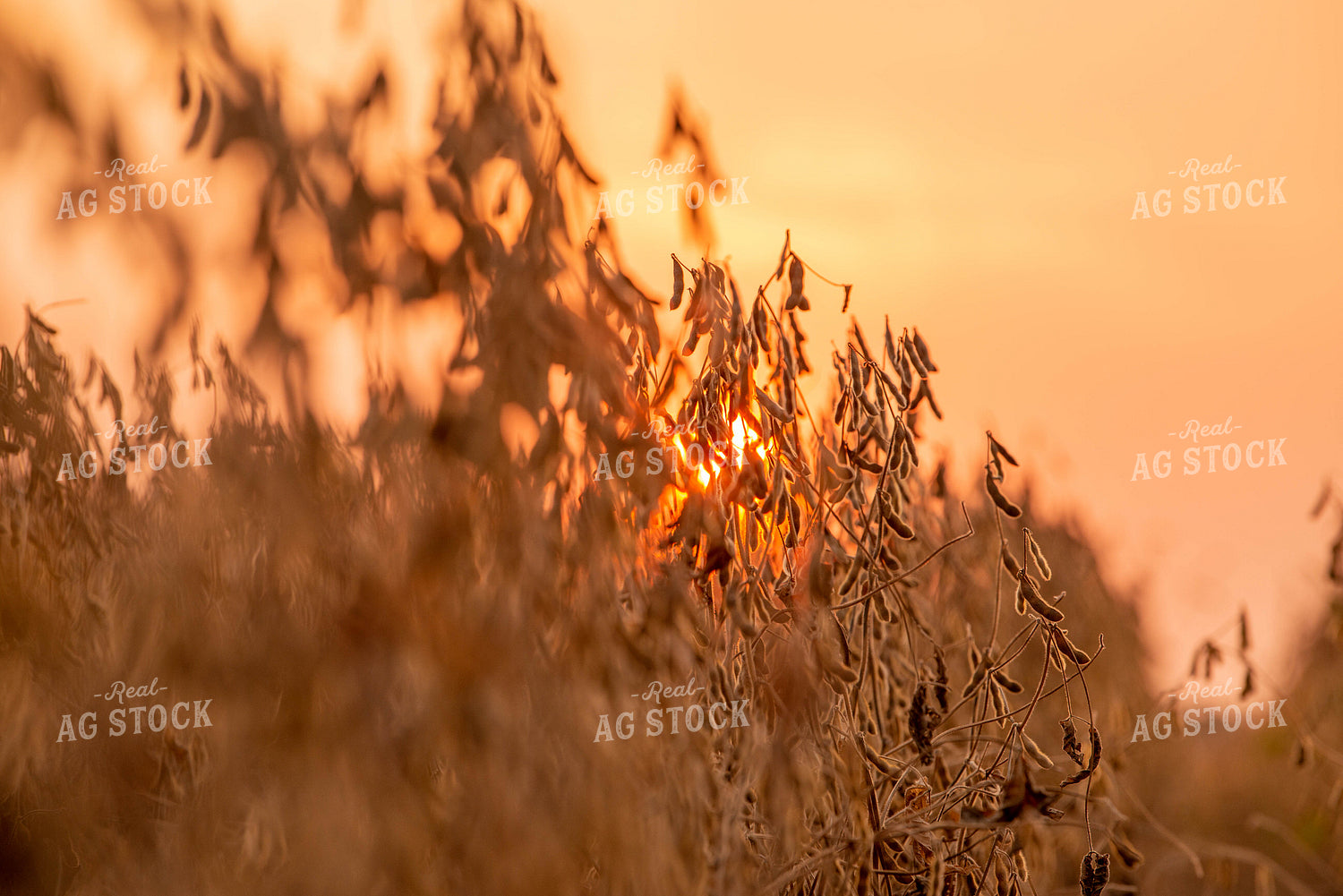 Dried Soybean Field at Sunset 299181