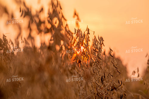 Dried Soybean Field at Sunset 299181