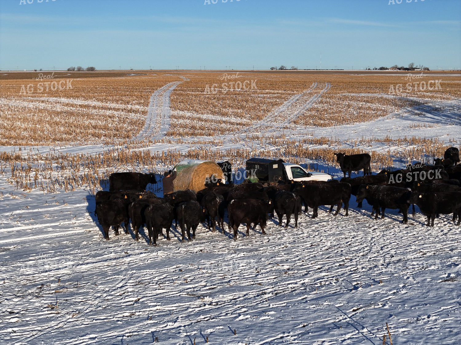 Feeding Cattle with Bale Bed Truck 239460
