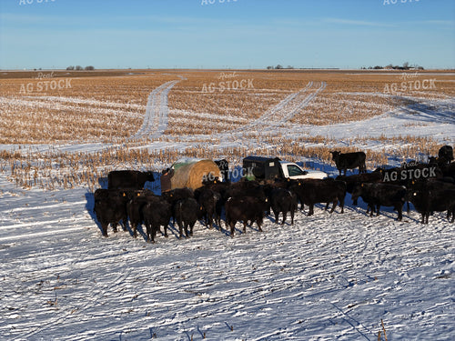 Feeding Cattle with Bale Bed Truck 239460