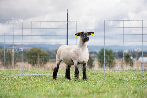 Sheep on Pasture 269026