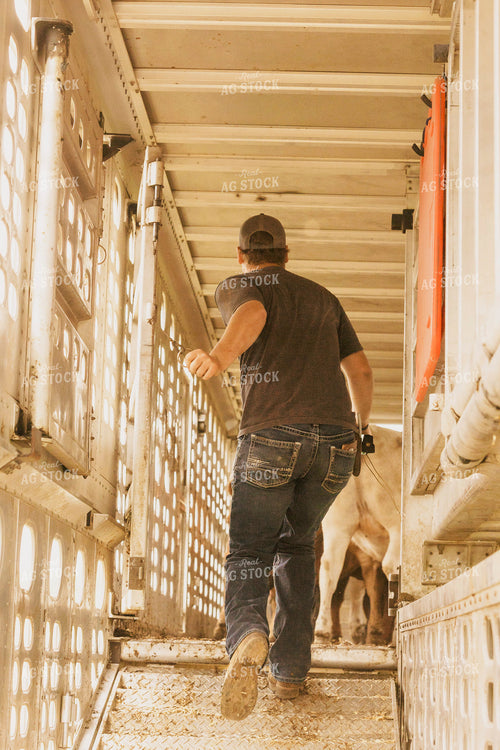 Rancher Loading Cattle 207000