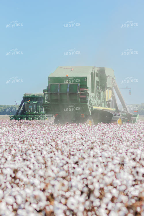 Cotton Harvest 291083