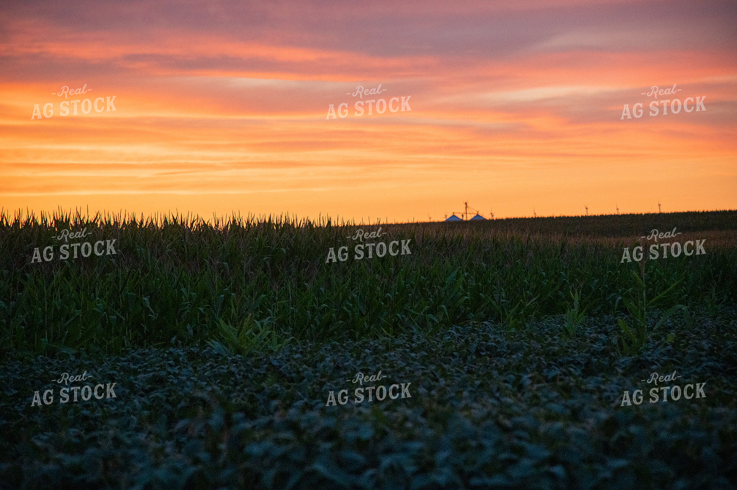 Sunset Over a Corn Field 25290