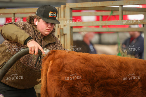 Clipping Cattle on Show Day 52345