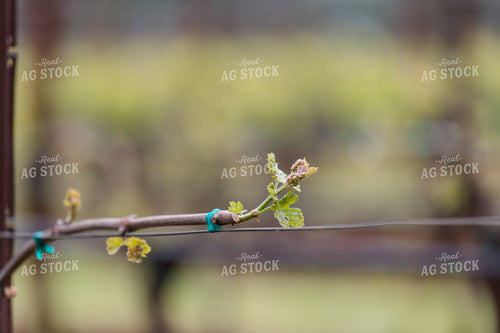 Vineyard Grape Bud Break 107035
