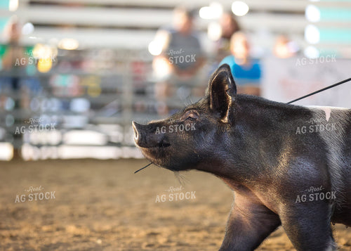 Showing Pigs 160111