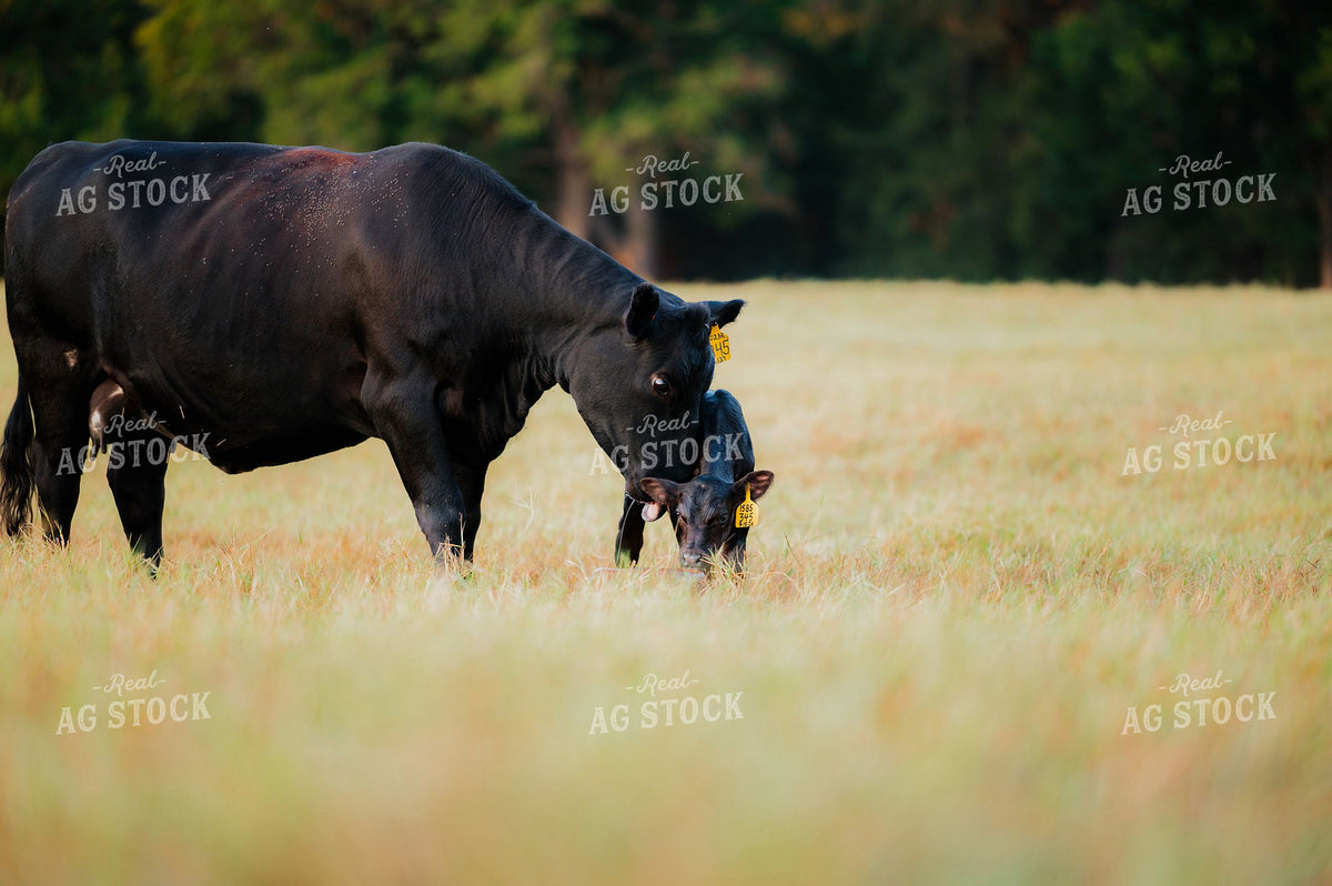 Black Angus Cow Bonding with Newborn Calf in Pasture 402068