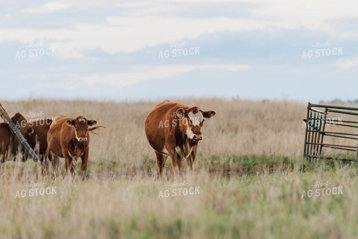 Cattle on Pasture 68335