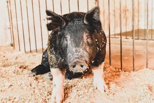 Pig in Pen with Shavings 86025