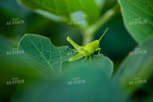 Grasshopper on Leaf 136108