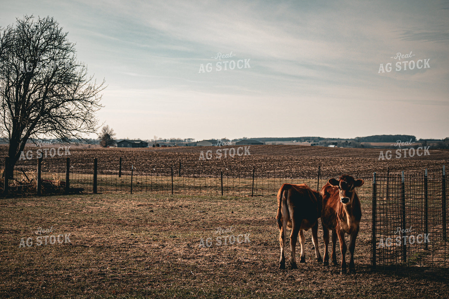 Jersey Calves 166021