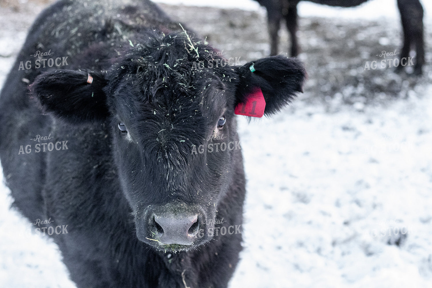 Angus Cattle in Snow 67187