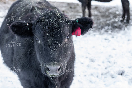Angus Cattle in Snow 67187