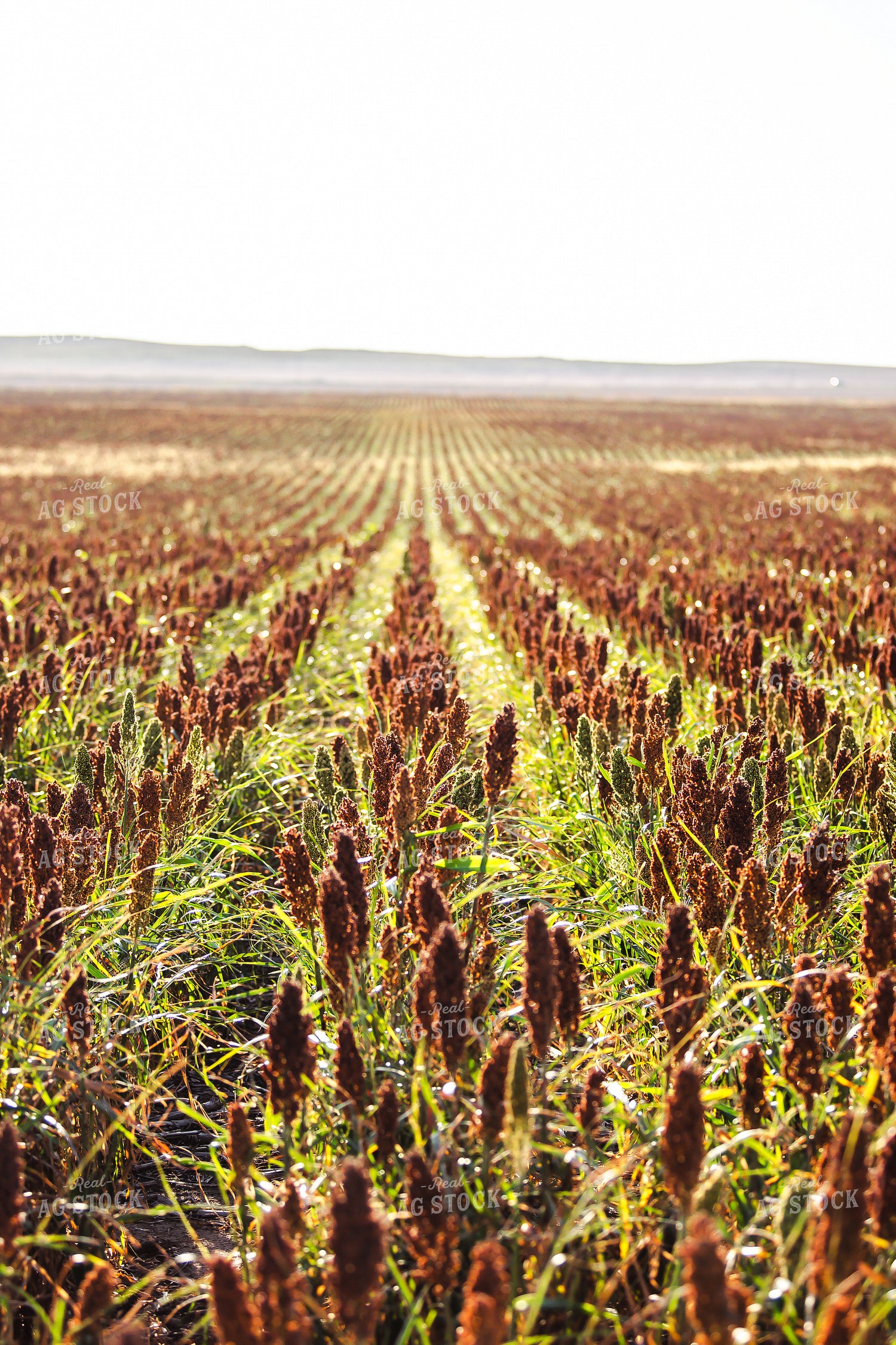 Field of Sorghum 113008