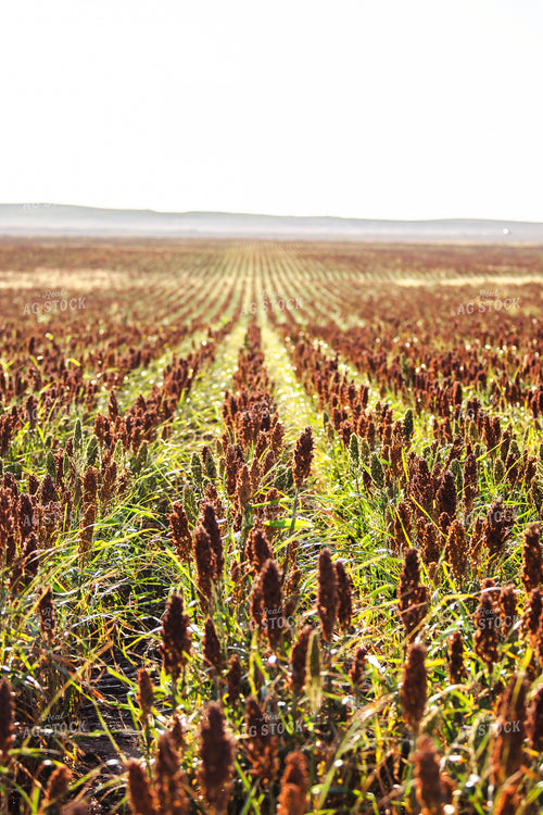 Field of Sorghum 113008