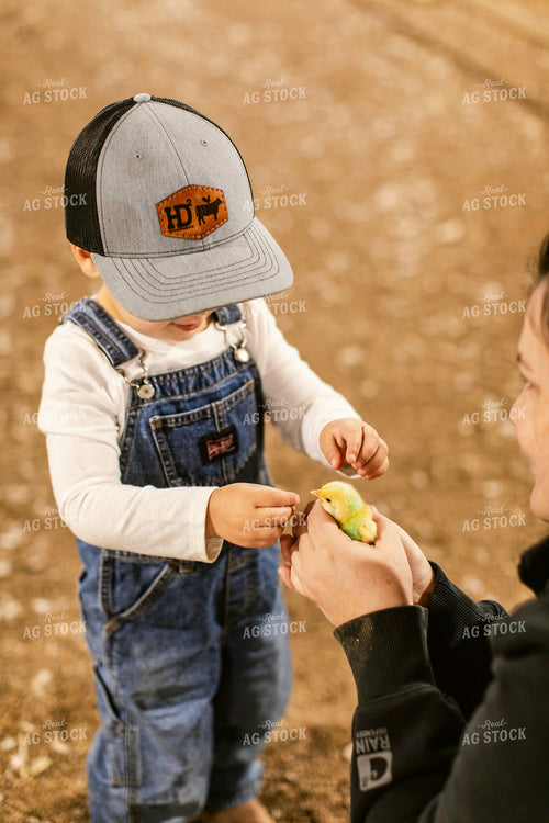 Farmer and Son in Chicken Barn 280005