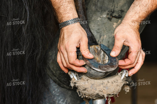 Farrier Fitting Horseshoes 52733