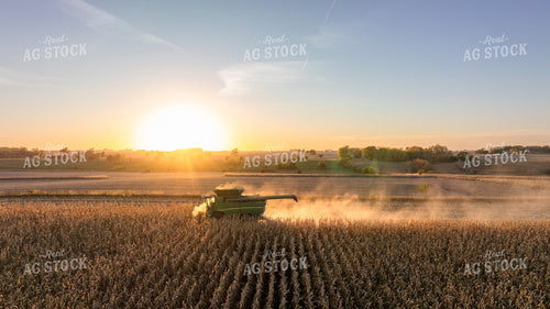 Corn Harvest 274004