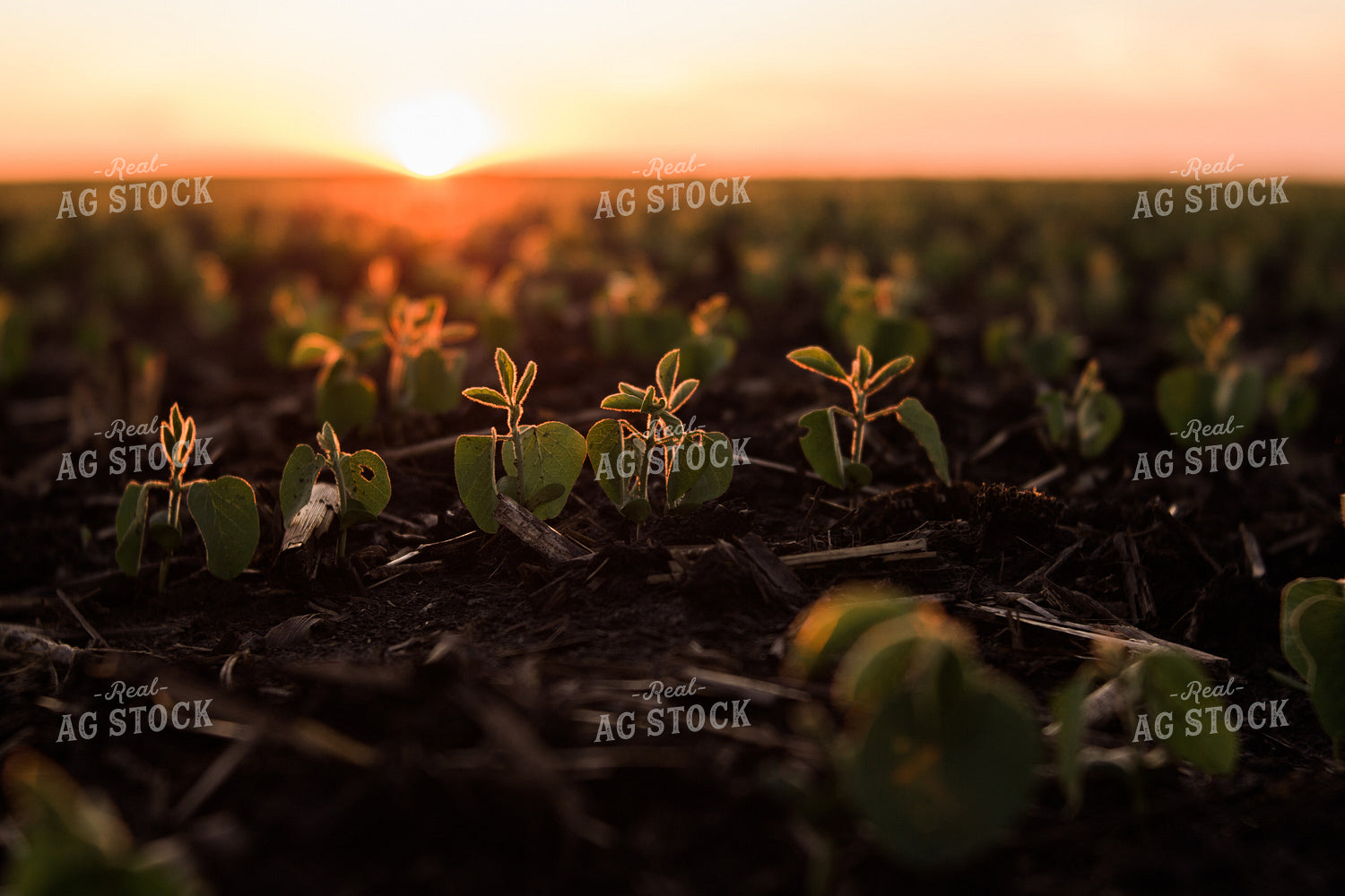 Soybean Field 7264