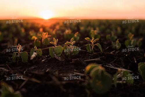 Soybean Field 7264