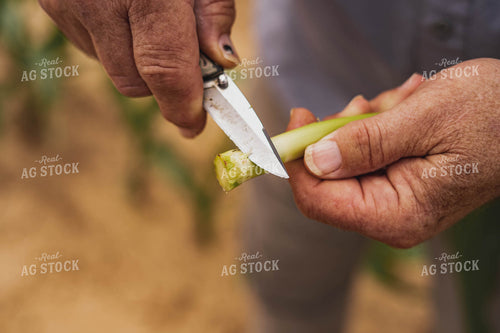 Farmer Scouting Corn 91070