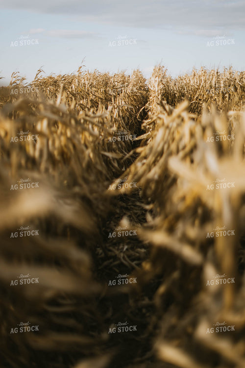 Dried Cornfield 8505