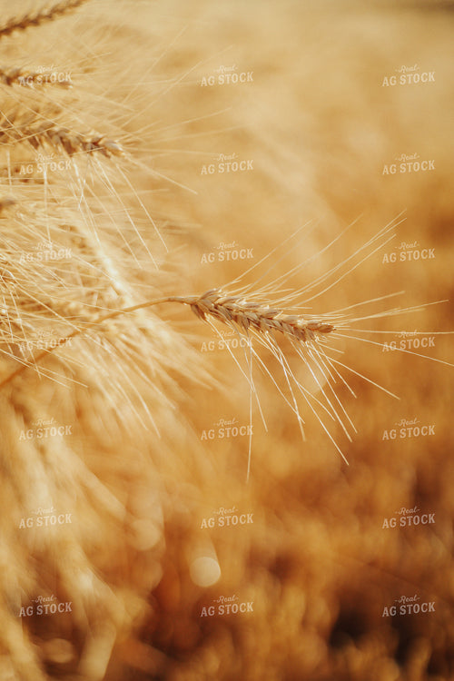 Dried Wheat 83156