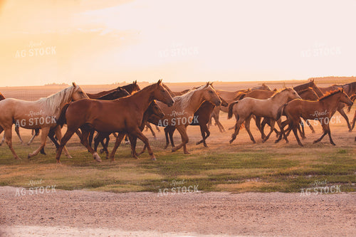 Horses in Pasture 81010
