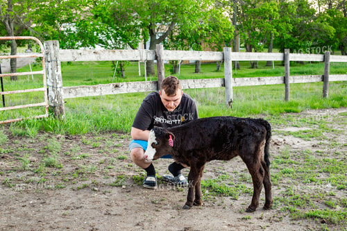 Calving Season 155566