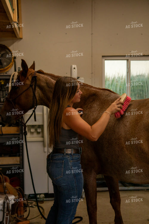 Brushing Horse 67484