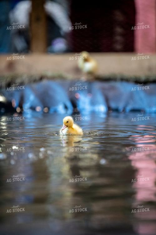 Duckling 197029