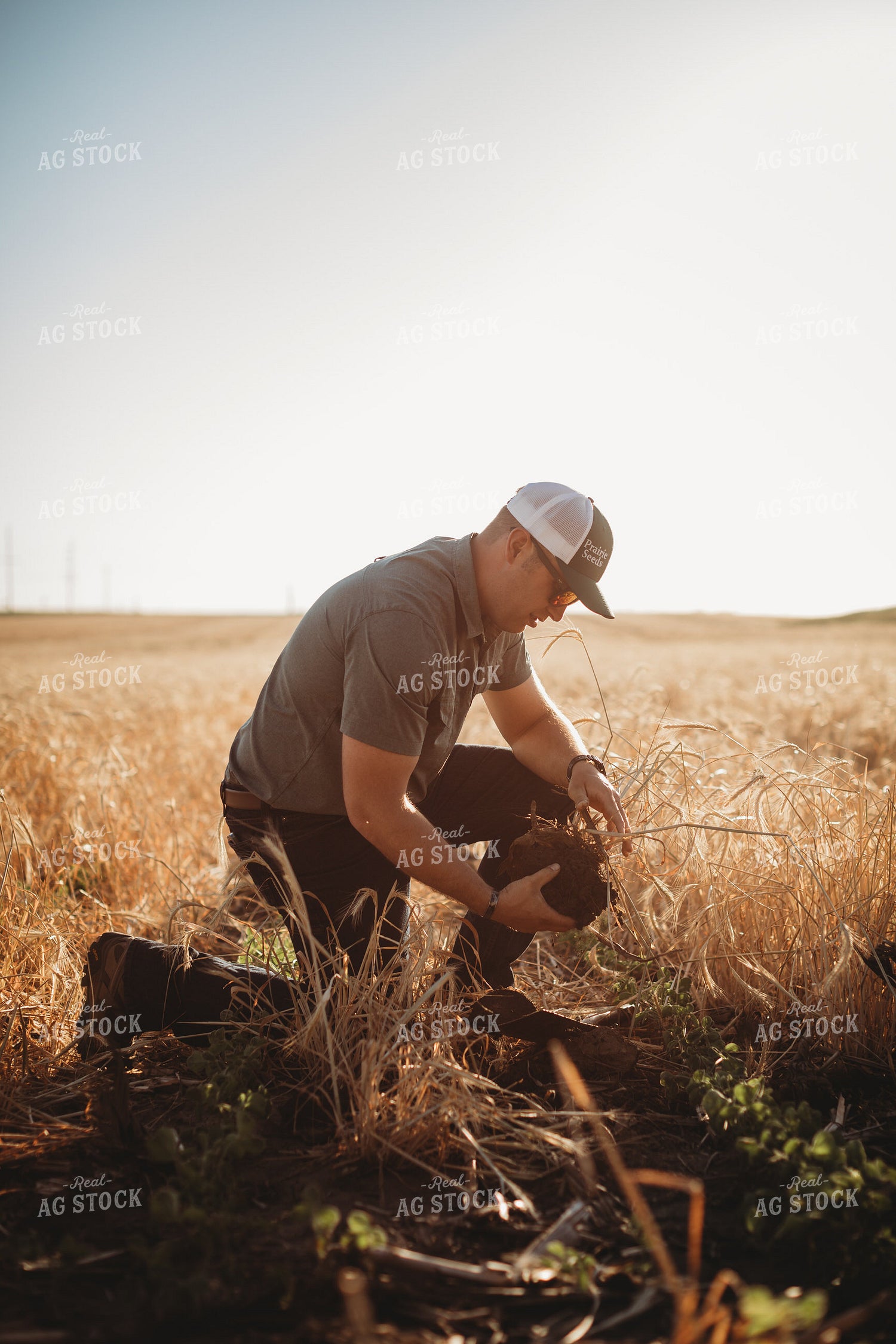 Farmer Agronomist with Soil in Soybean and Rye Cover Crop Field 5817