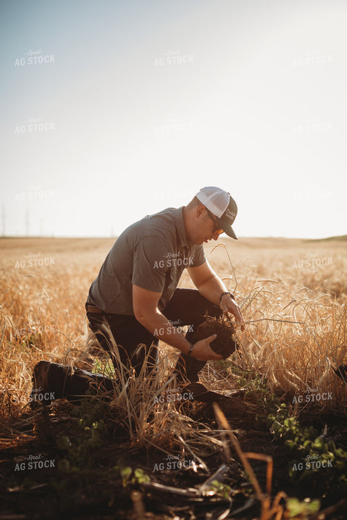 Farmer Agronomist with Soil in Soybean and Rye Cover Crop Field 5817